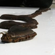 Image for article titled Giant Worm Not Actually Making Spice in Cornwall